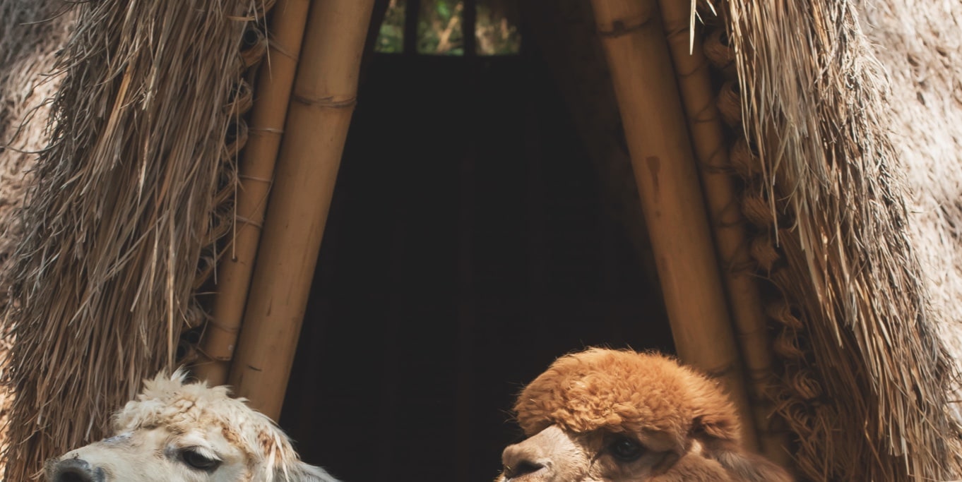 Alpaca Connection Experience in Bali