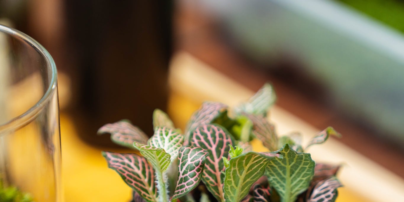 Soilless Terrarium DIY Workshop