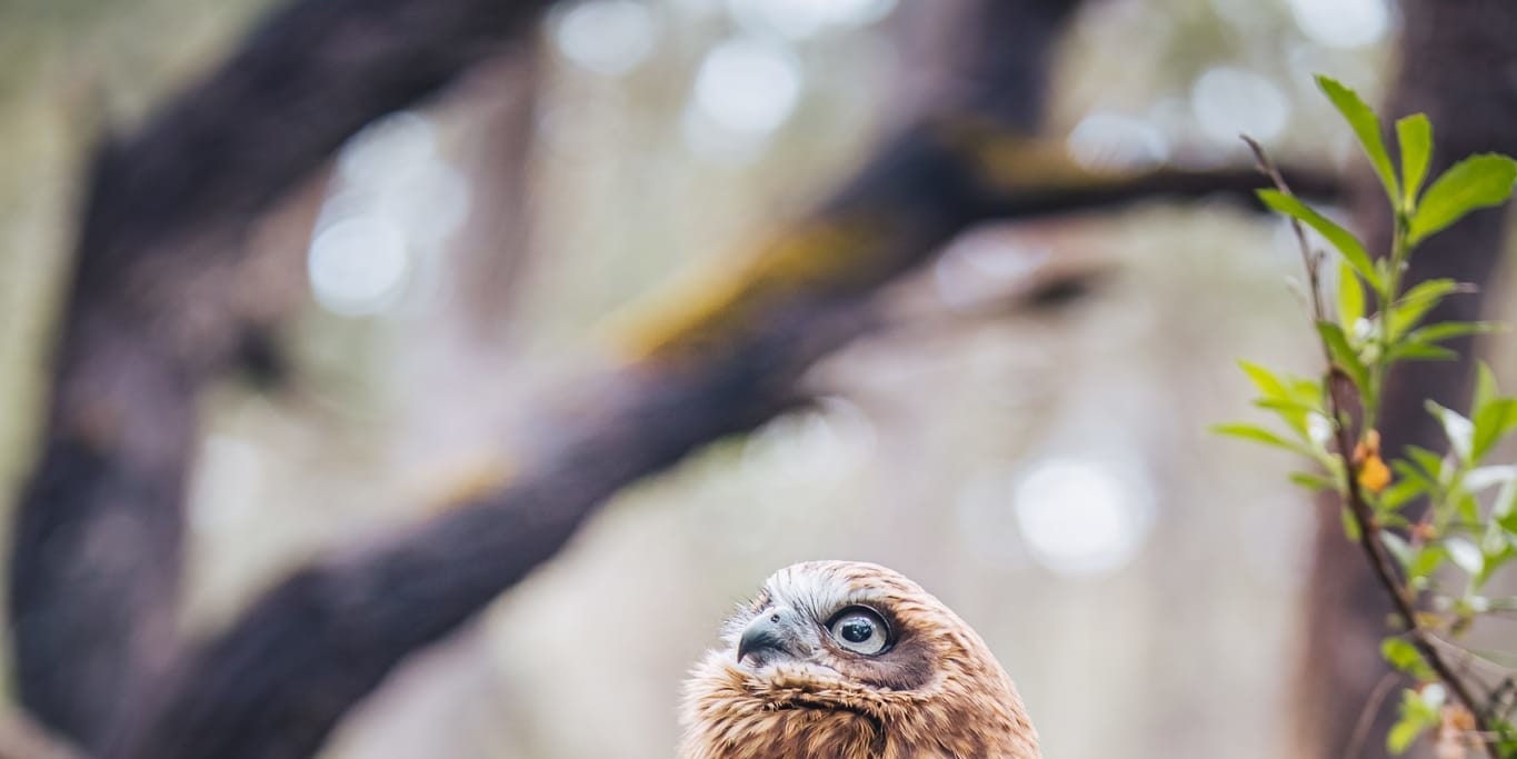 瑪格麗特河老鷹遺產猛禽野生動物中心（Eagles Heritage Wildlife Centre）門票