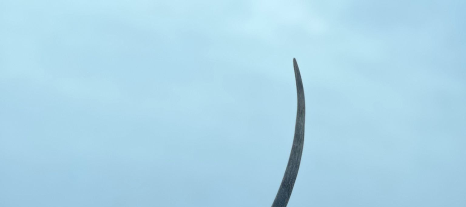 Wildlife