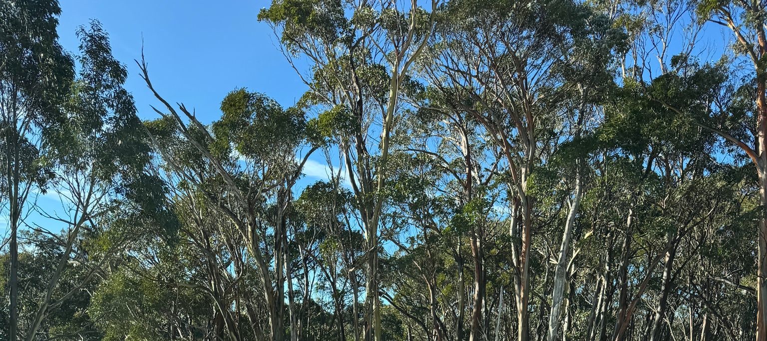 Private Mount Buller Snow & Ski Tour in Melbourne