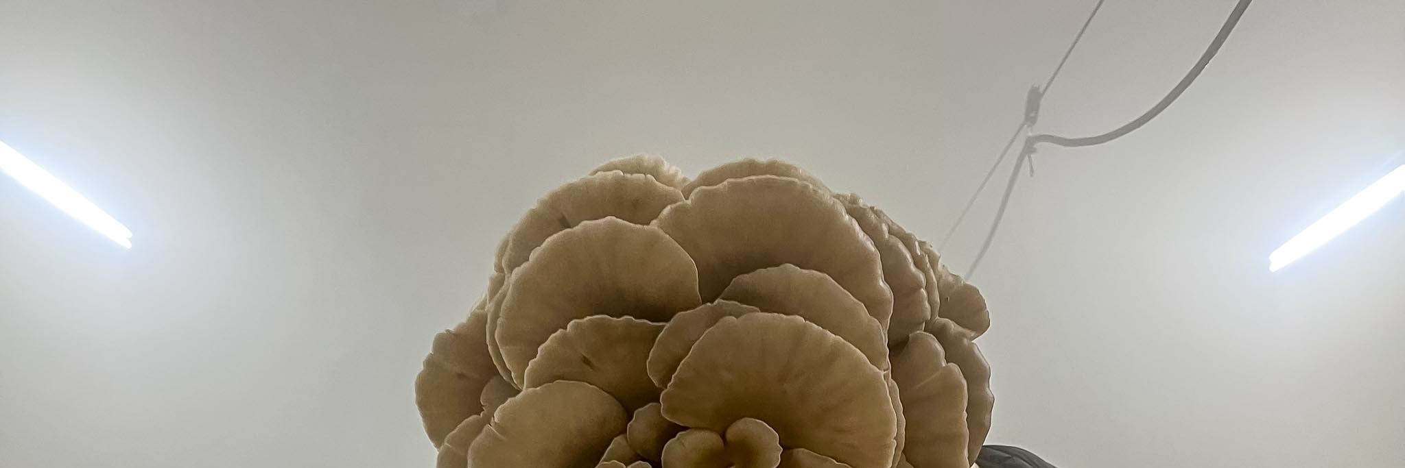 Carsten is holding a huge oyster mushroom in his hand