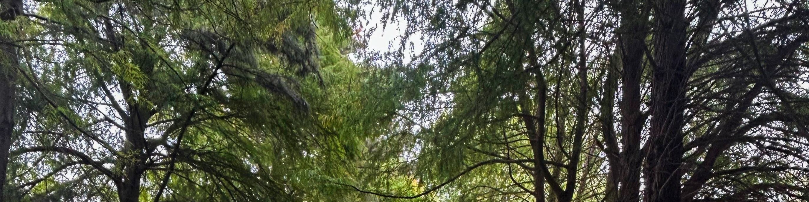 鬱鬱蔥蔥的綠色植物和色彩鮮豔的船隻構成了這個聯合國教科文組織世界遺產地的獨特風貌 鬱鬱蔥蔥的綠色植物和色彩鮮豔的船隻構成了這個聯合國教科文組織世界遺產地的獨特風貌