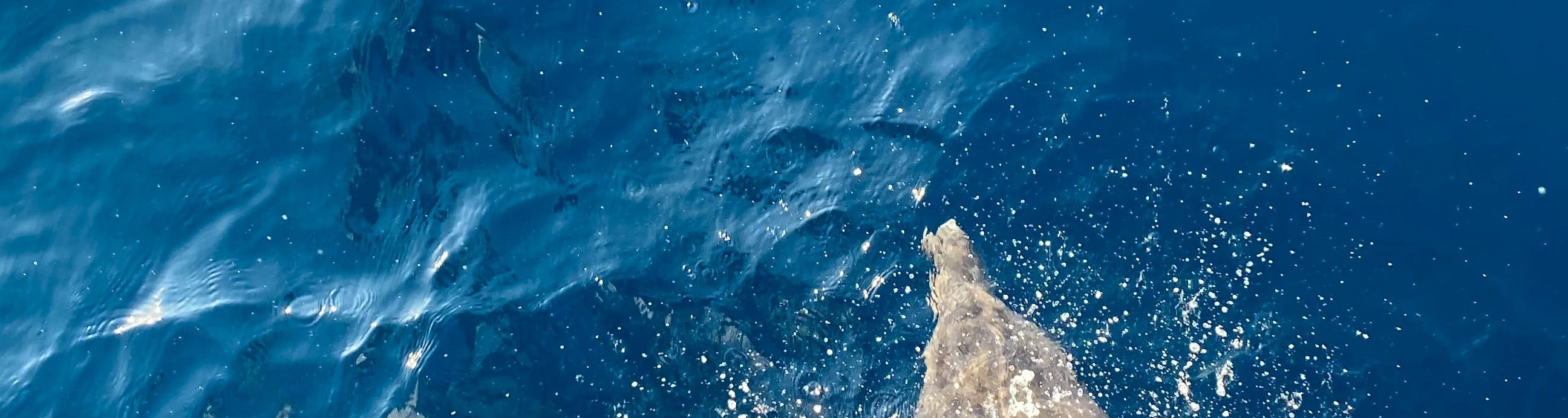 Sataya Dolphin House Boat tour with lunch 