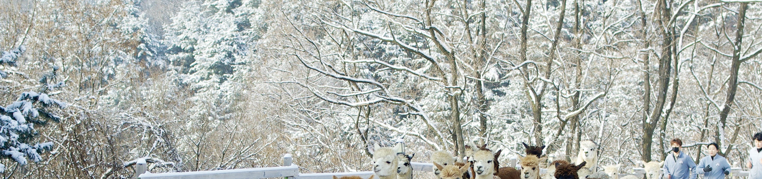 在韓國觀賞最蓬鬆的遊行,數十隻羊駝將時尚地小跑步經過。 在韓國觀賞最蓬鬆的遊行,數十隻羊駝將時尚地小跑步經過。