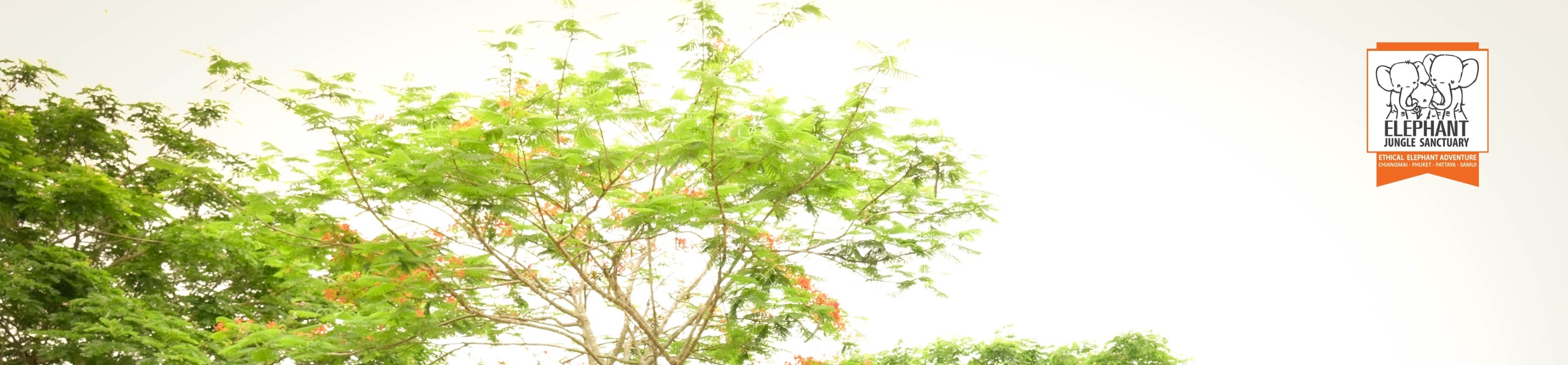 清邁大象叢林保護區體驗
