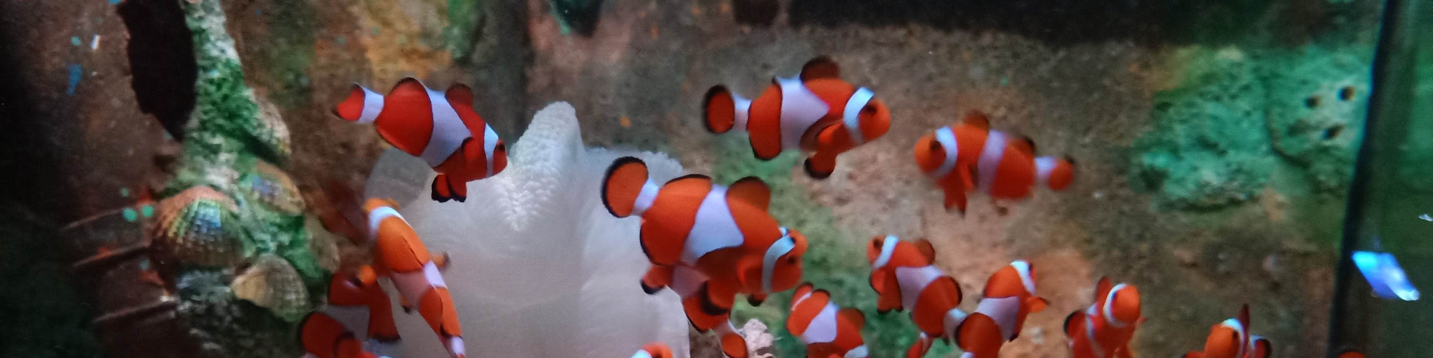 檳城光大精品水族館門票