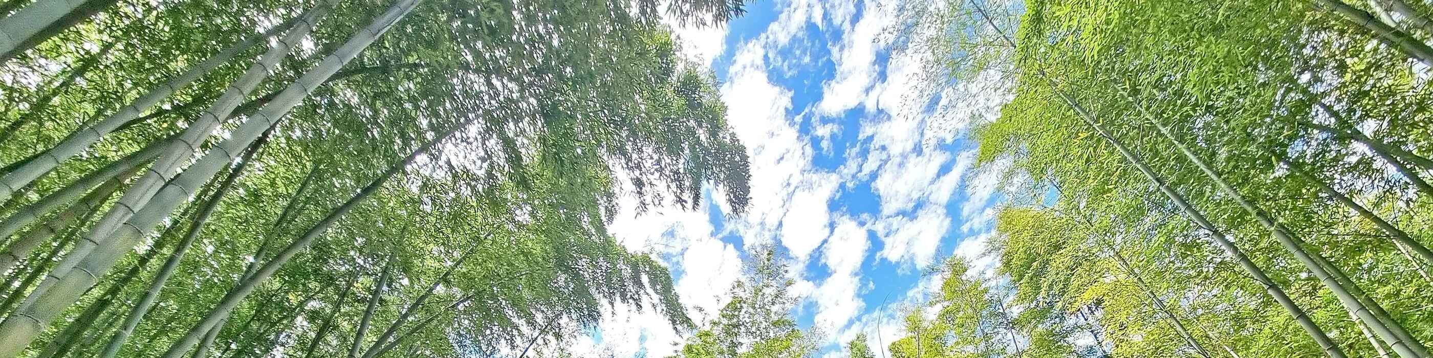阿合山森林:沉浸在阿合山森林神秘而高聳的竹林中,這是一處保存了數世紀的隱藏版電影秘境。 阿合山森林:沉浸在阿合山森林神秘而高聳的竹林中,這是一處保存了數世紀的隱藏版電影秘境。
