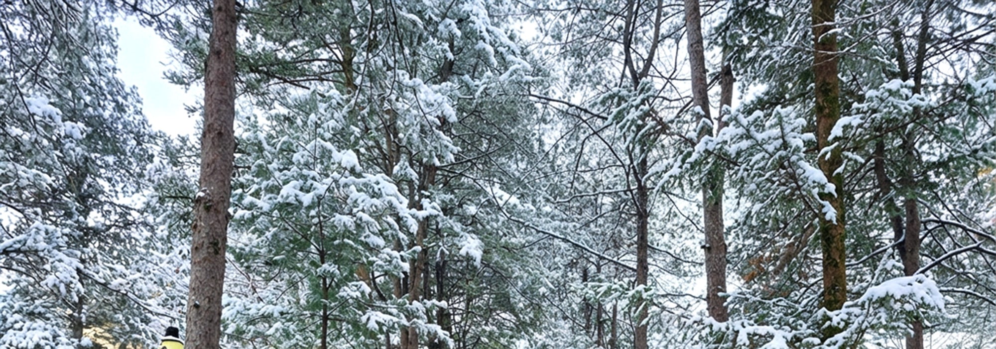 冬天的南怡島,就像走進了一個雪花球!❄️ 冬天的南怡島,就像走進了一個雪花球!❄️