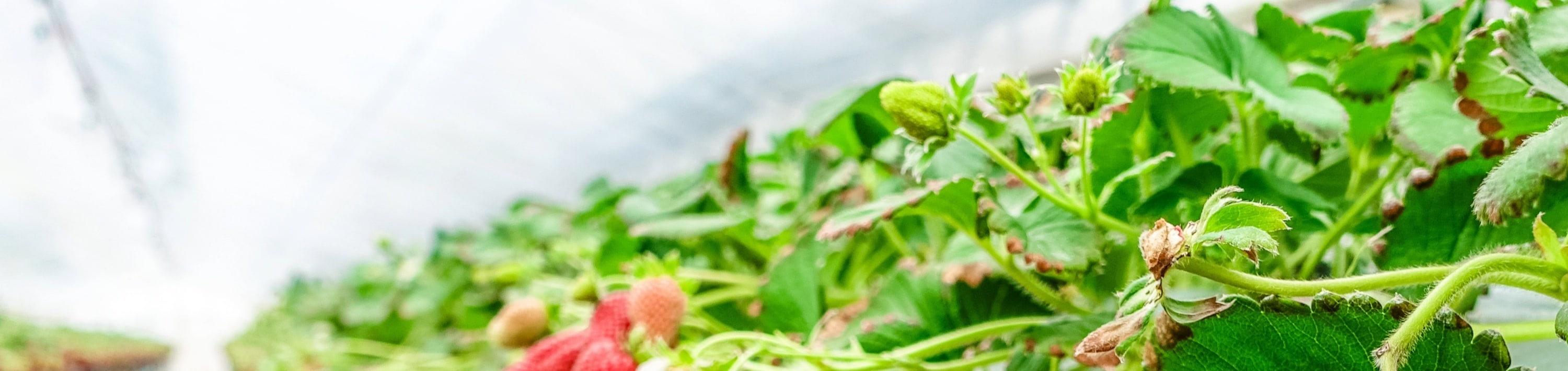 與家人一起享受採摘草莓的樂趣。