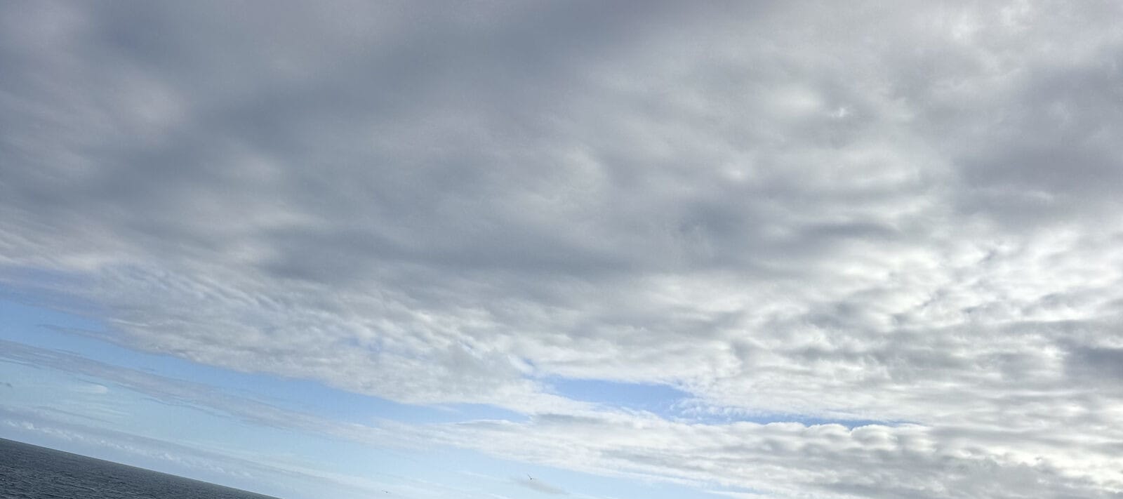 從墨爾本出發的菲利普島企鵝遊行之旅
