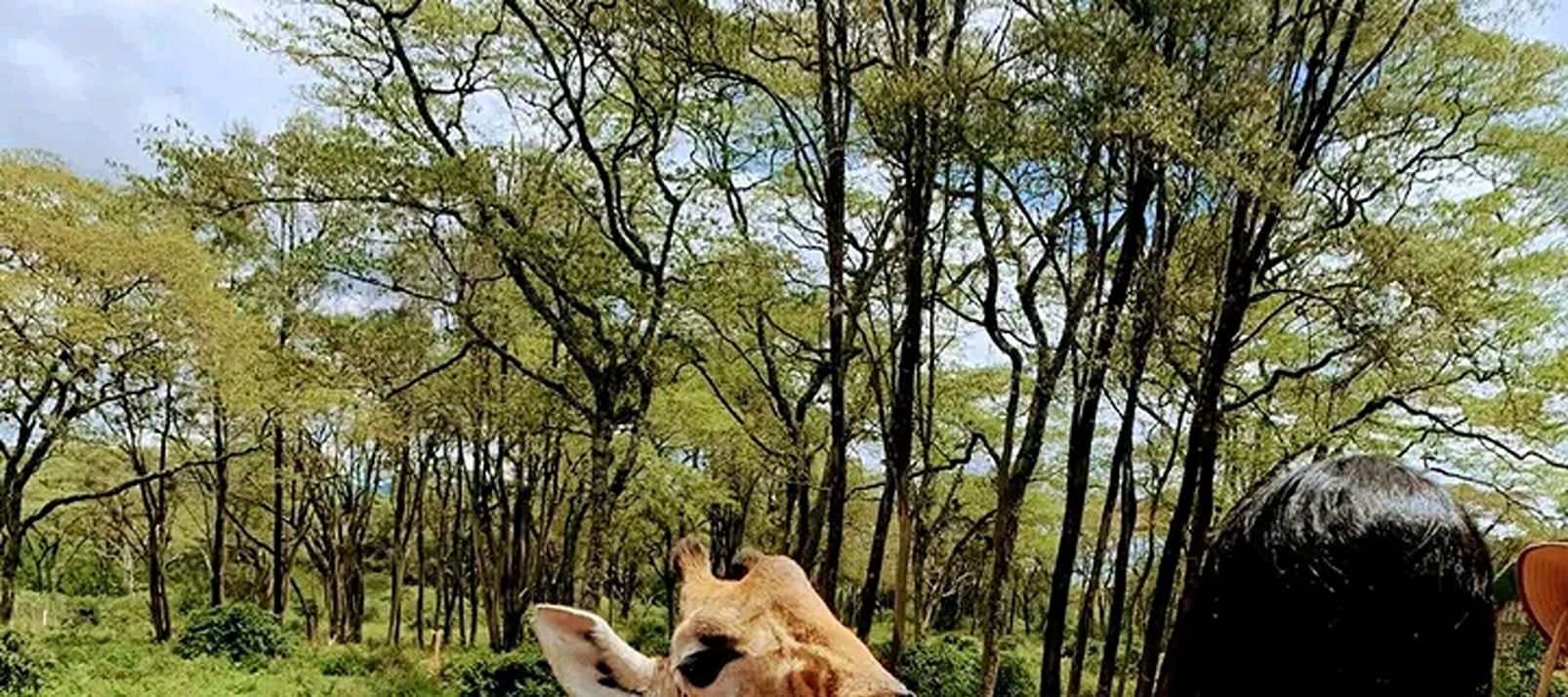 Giraffe Centre & Kazuri Beads Factory Visit