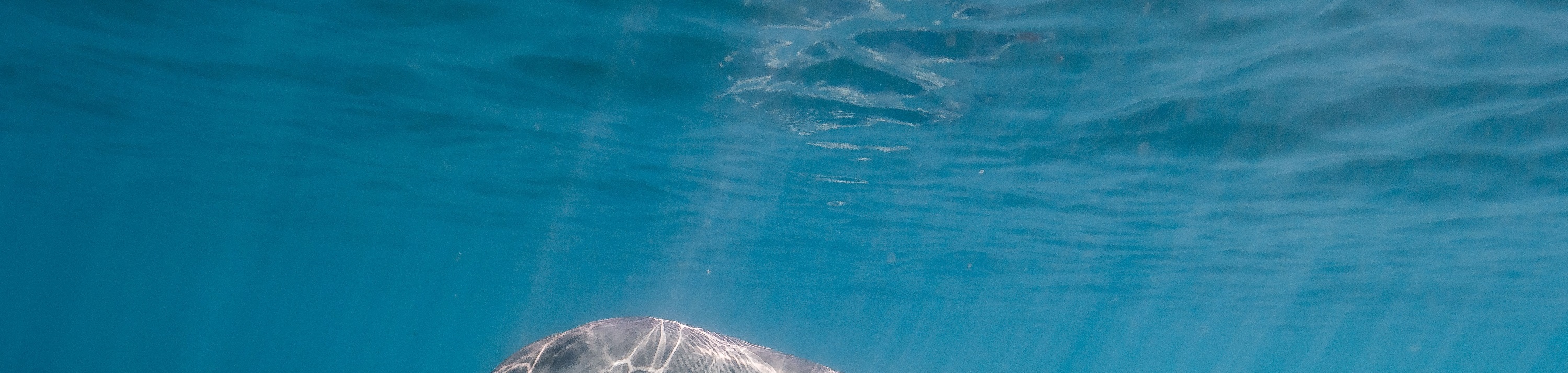 海豚屋礁石浮潛海上之旅(含接送)- 馬薩阿拉姆 海豚屋礁石浮潛海上之旅(含接送)- 馬薩阿拉姆