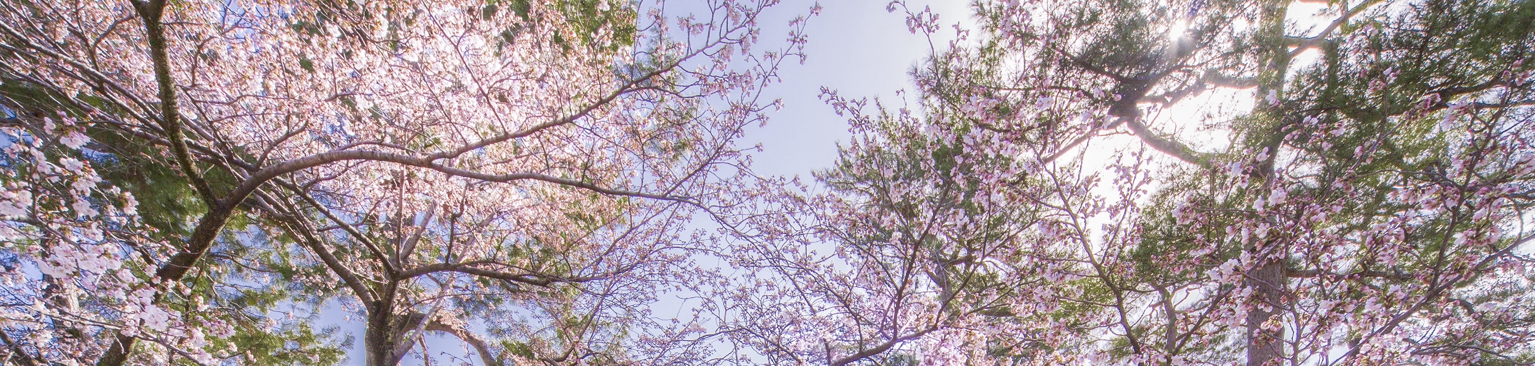 Kanazawa Walking Tour From Local to Major Highlights