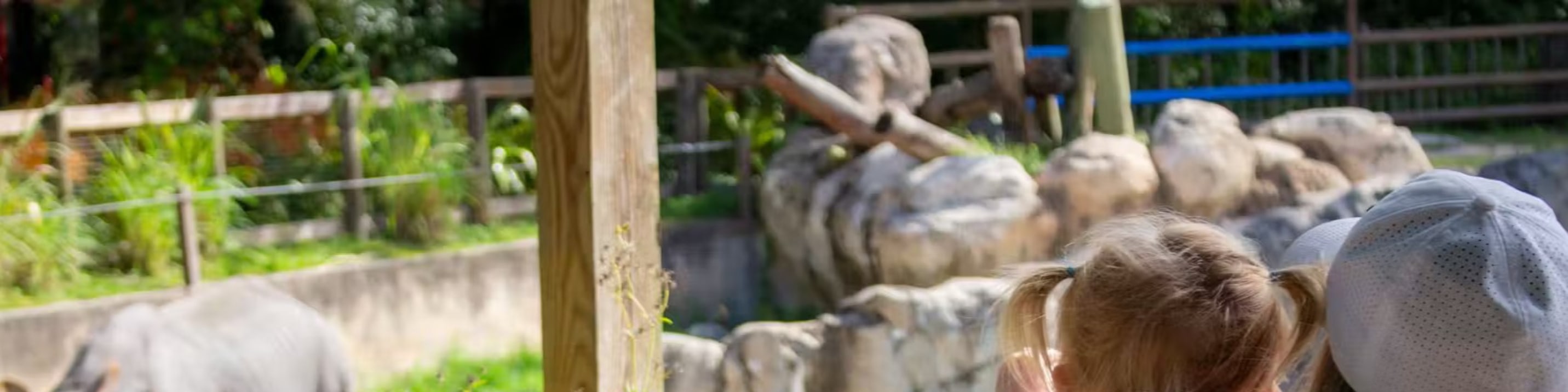 Witness the bond between mother and child as they admire majestic rhinoceroses together