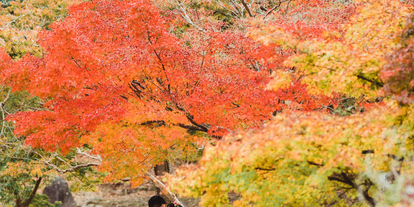 奈良公園 - 廣闊的公園,有自由漫步的鹿群,並可欣賞東大寺的景色,提供有趣且標誌性的畫面。 奈良公園 - 廣闊的公園,有自由漫步的鹿群,並可欣賞東大寺的景色,提供有趣且標誌性的畫面。