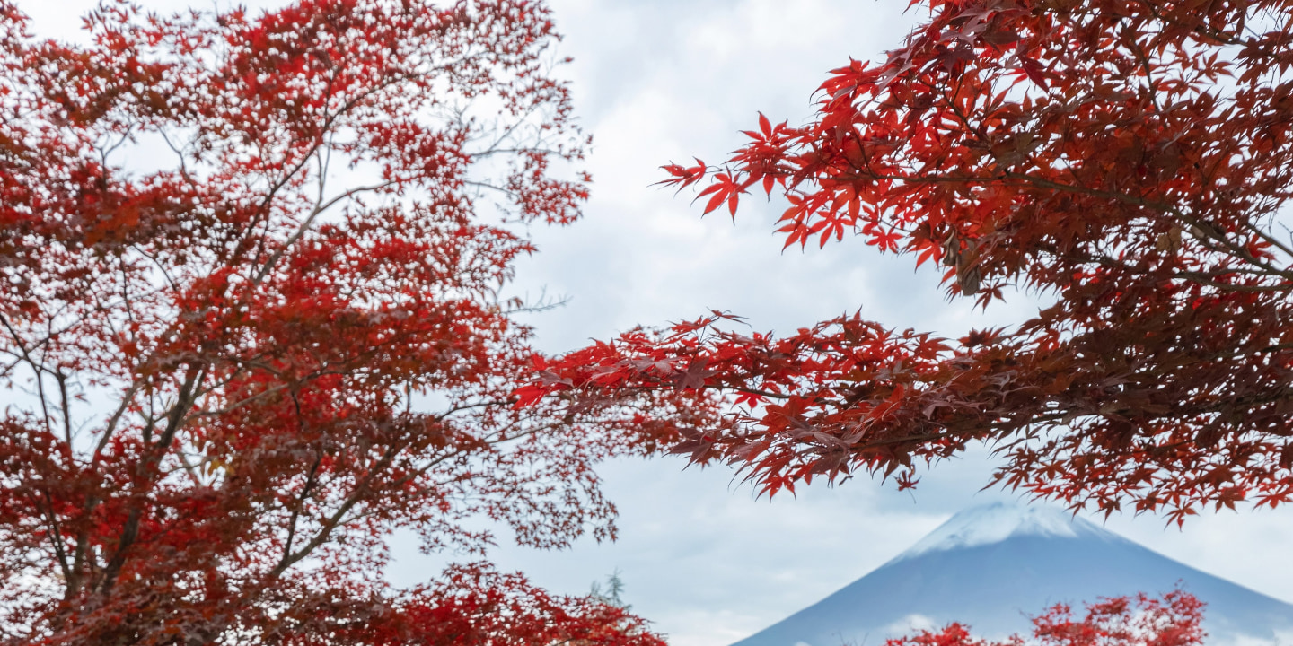 新倉富士淺間神社 - 著名的山坡神社，擁有寶塔景觀和富士山，是欣賞櫻花和秋色的標誌性景點