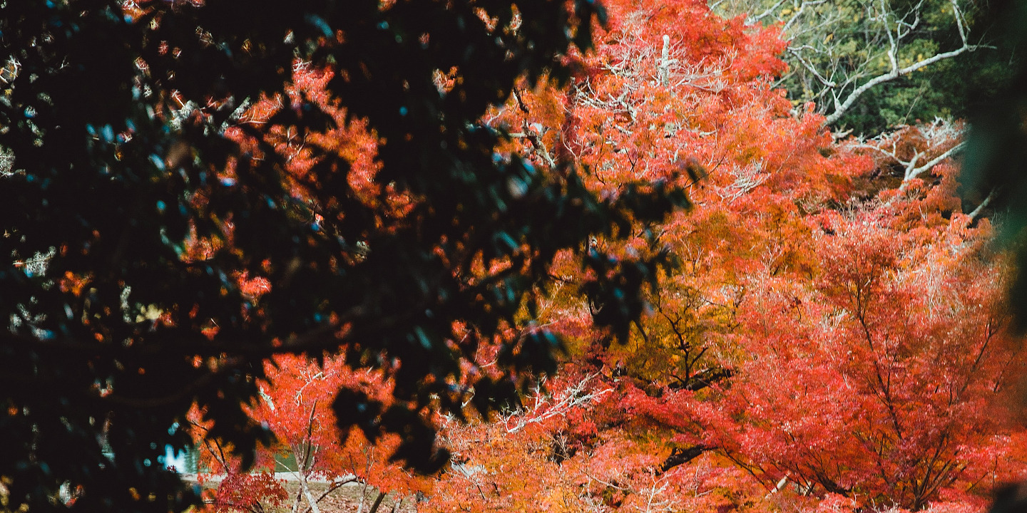 奈良公園 - 廣闊的公園,有自由漫步的鹿群,並可欣賞東大寺的景色,提供有趣且標誌性的畫面。 奈良公園 - 廣闊的公園,有自由漫步的鹿群,並可欣賞東大寺的景色,提供有趣且標誌性的畫面。
