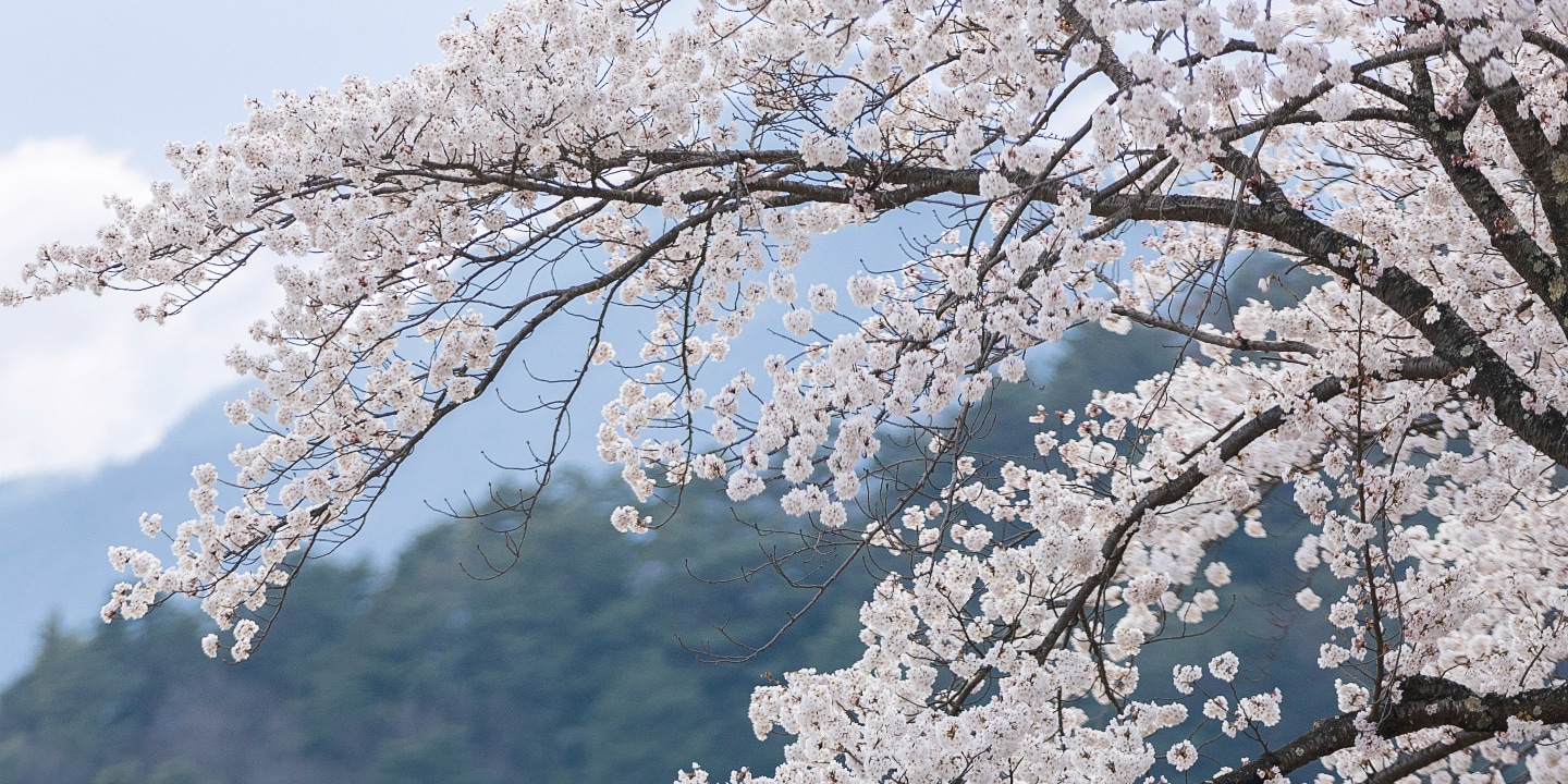 波浪橋（Naminami Bridge） - 質樸迷人的木拱橋，可欣賞富士山美景，是情侶拍攝浪漫照片的理想之地