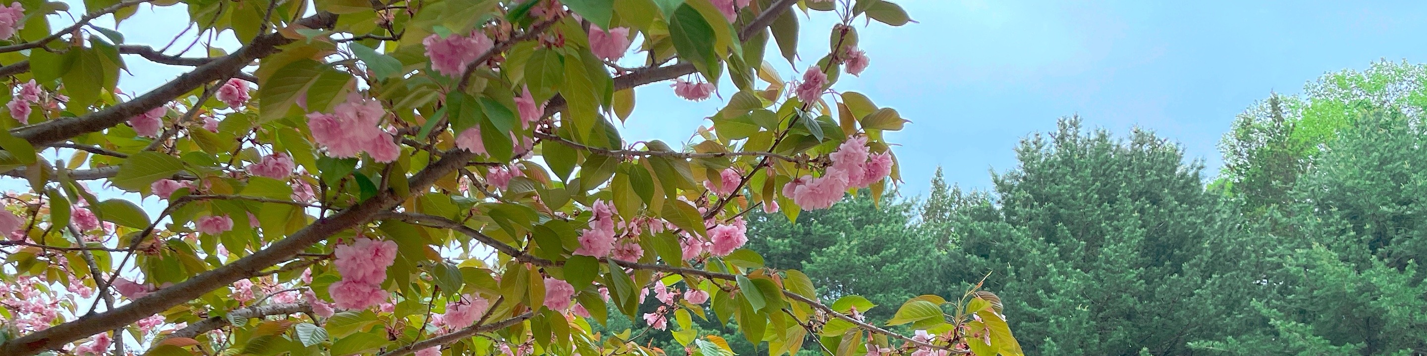 首爾雪嶽山 & Surfy海灘一日遊