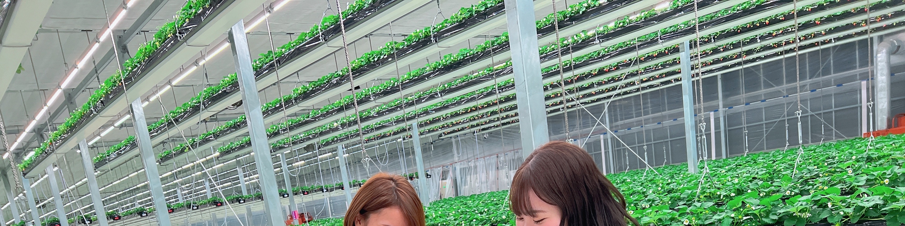 茨城縣草莓無限量採摘 & 大洗水族館一日遊