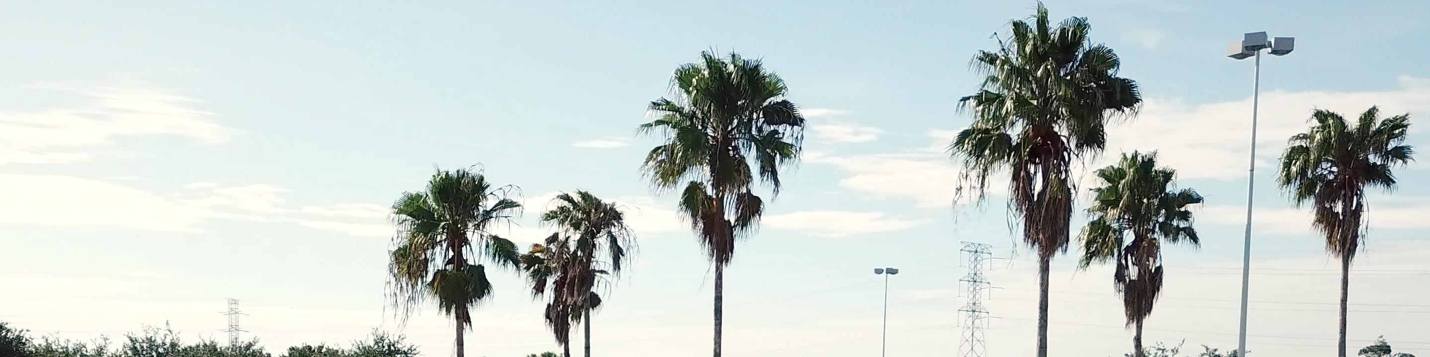 在博物館外欣賞一排排經典而充滿異域風情的汽車，感受色彩繽紛的歡迎儀式