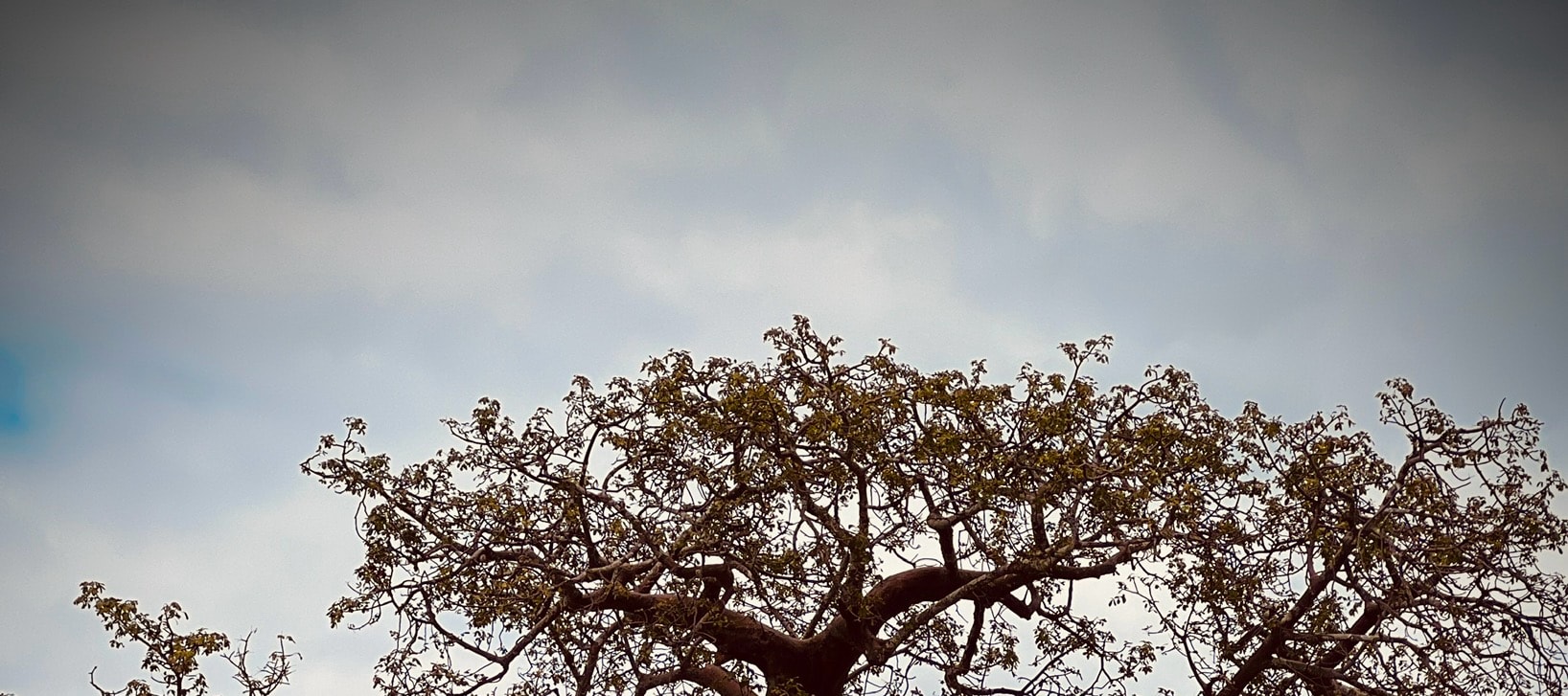 Private Tarangire National Park Day Trip