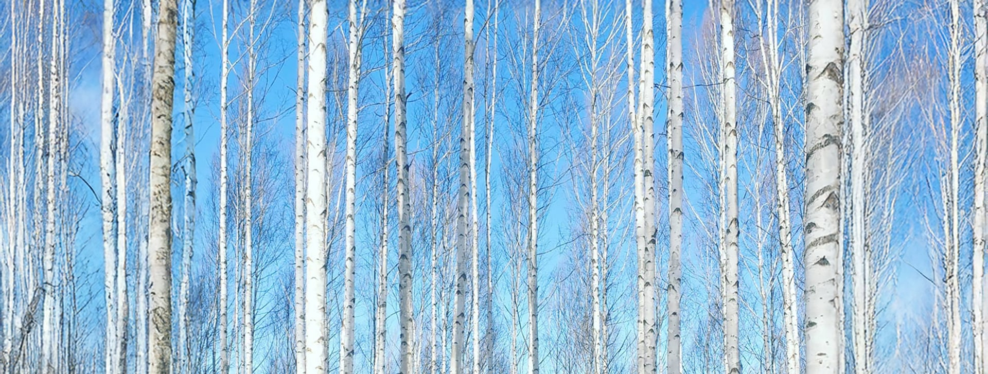 ❄️ 白樺樹幹與白雪融為一體，讓您感覺彷彿置身於另一個世界。