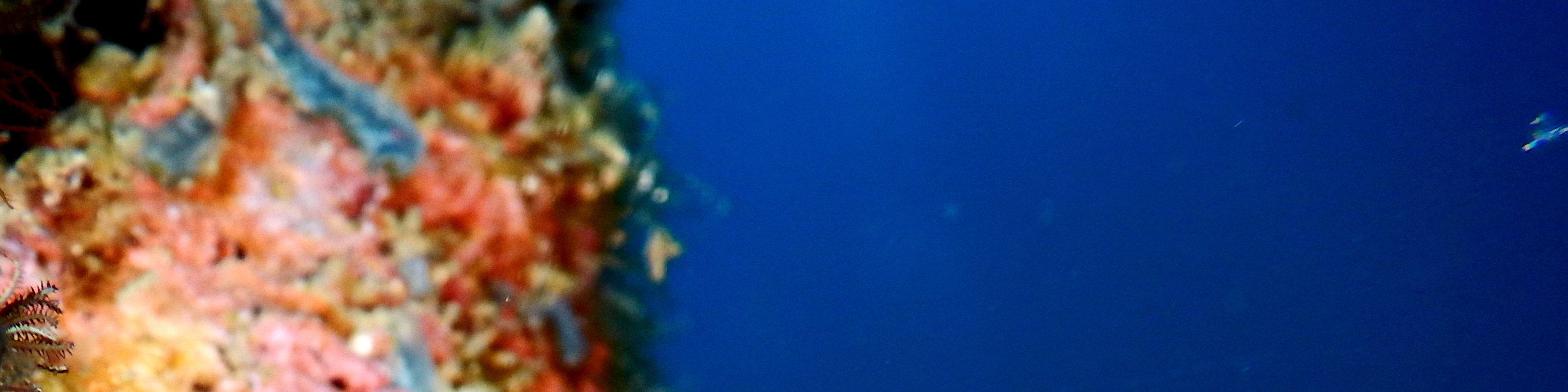 帕岸島進階潛水課程（PADI五星級潛水中心）