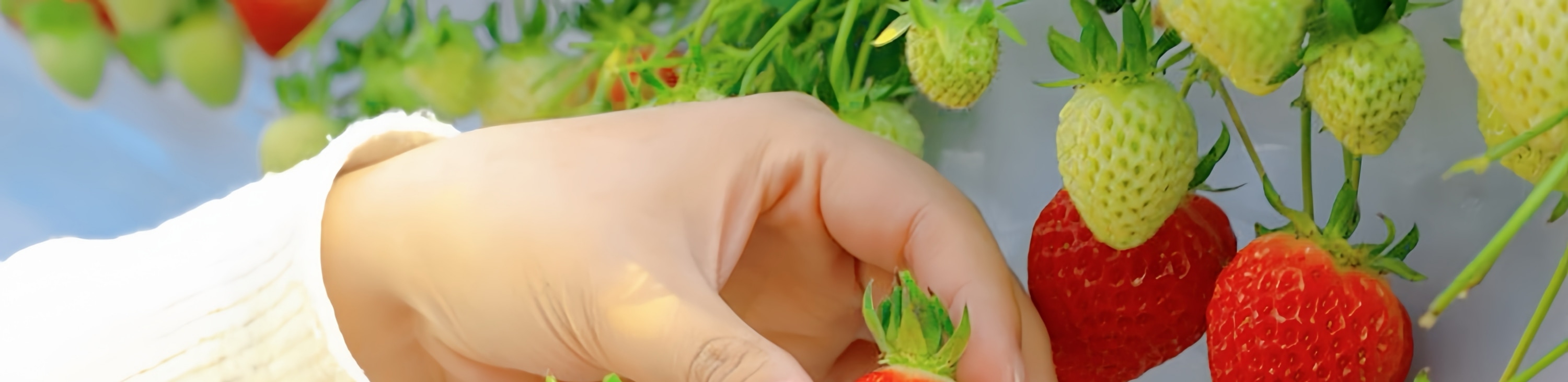 沉浸在草莓的香甜氣息中。