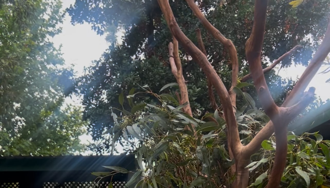Journey through lush rainforests and scenic vistas on our guided tour