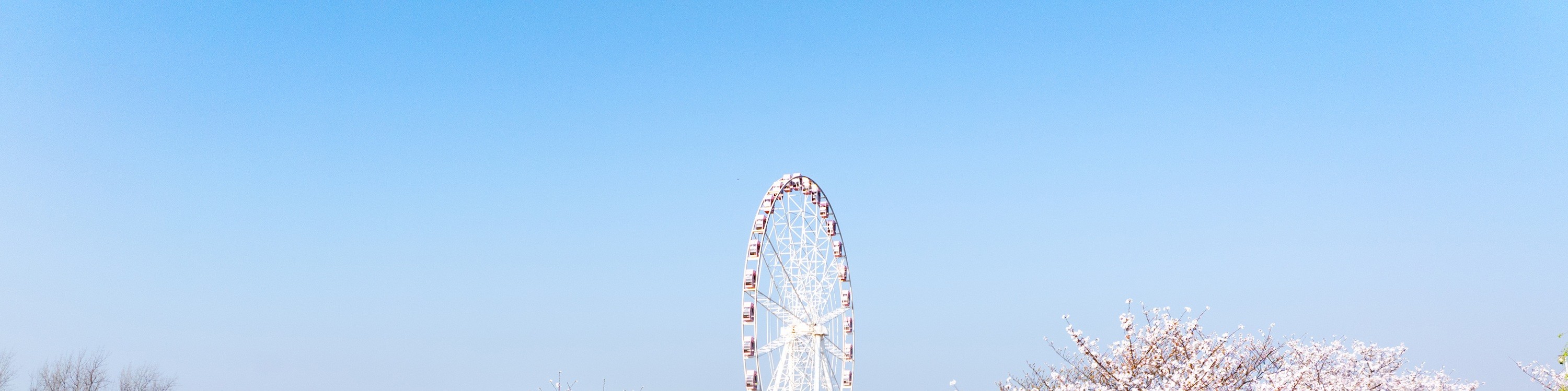 上海顧村公園櫻花盛開景色
