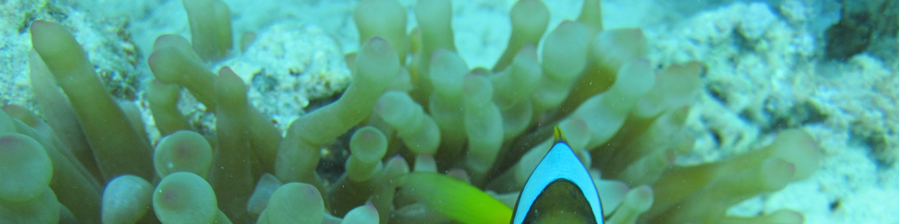 奧蘭治灣浮潛之旅（Orange Bay Island Snorkeling Trip）含水上運動 - 赫爾格達