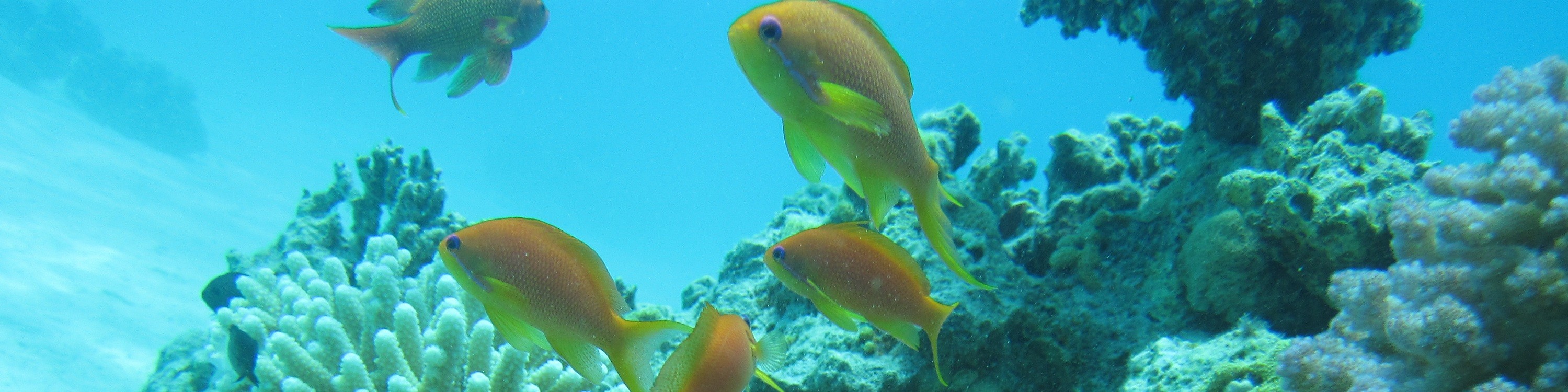 奧蘭治灣浮潛之旅（Orange Bay Island Snorkeling Trip）含水上運動 - 赫爾格達