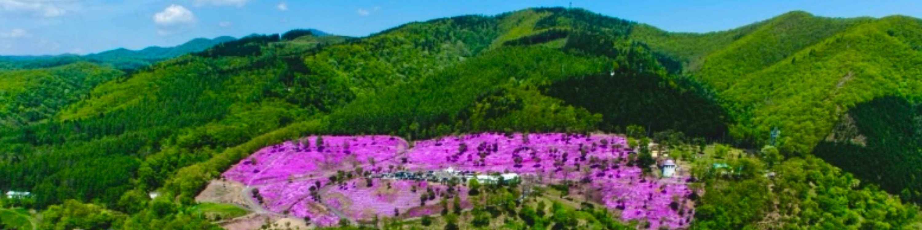 【5月限定｜北海道春季花海奇景】札幌出發1日遊｜10萬㎡粉紅芝櫻山&北海道最大鬱金香花田