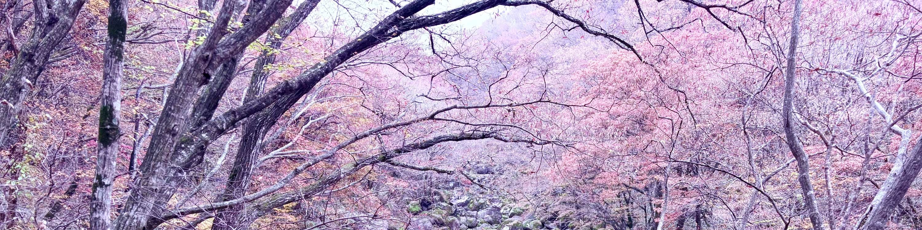 體驗漢拏山,沿著平坦的短途步道前往御裡牧橋,穿過佈滿熔岩石的乾涸溪谷(20分鐘)。 體驗漢拏山,沿著平坦的短途步道前往御裡牧橋,穿過佈滿熔岩石的乾涸溪谷(20分鐘)。