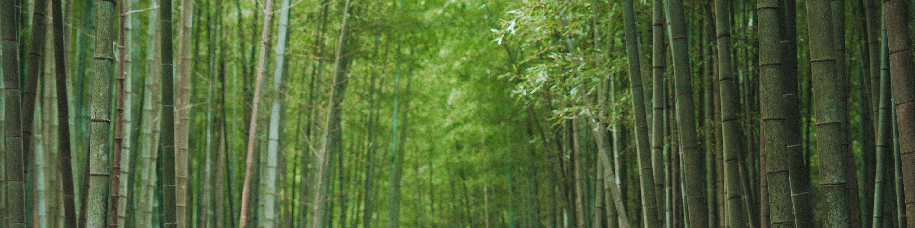 在九峰山竹林中漫步