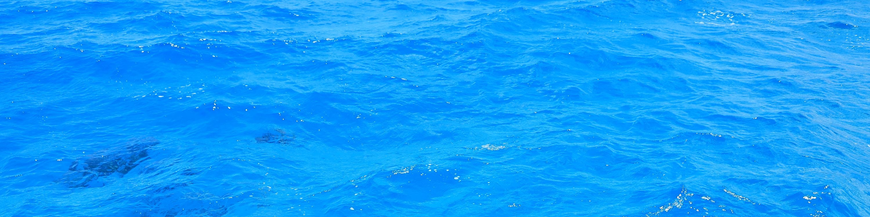 遊客在甲板上興奮地觀賞海豚及其他海洋生物