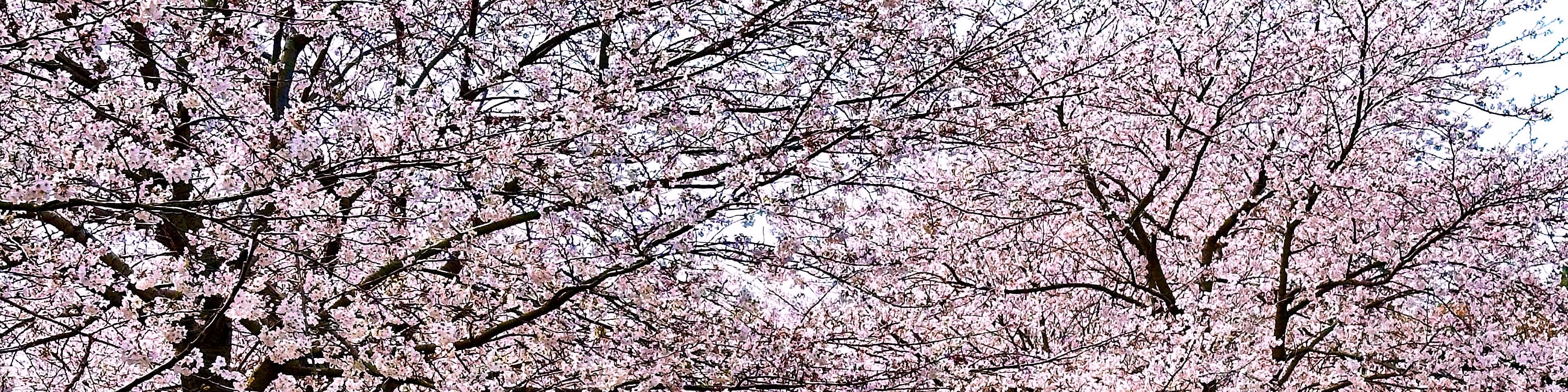 漫步於藝來生態公園(Yerae Eco Park)櫻花和油菜花盛開的風景小徑,是放鬆身心和拍攝季節性花卉的絕佳去處。 漫步於藝來生態公園(Yerae Eco Park)櫻花和油菜花盛開的風景小徑,是放鬆身心和拍攝季節性花卉的絕佳去處。