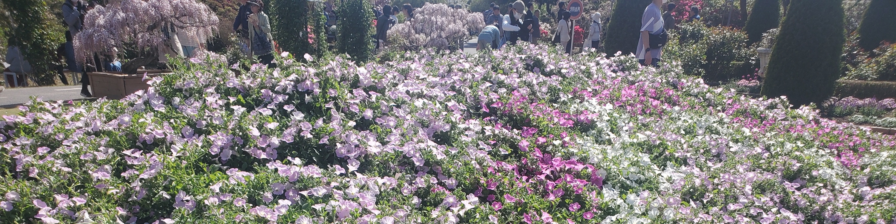 從新宿出發的足利花卉公園和日立海濱公園一日遊