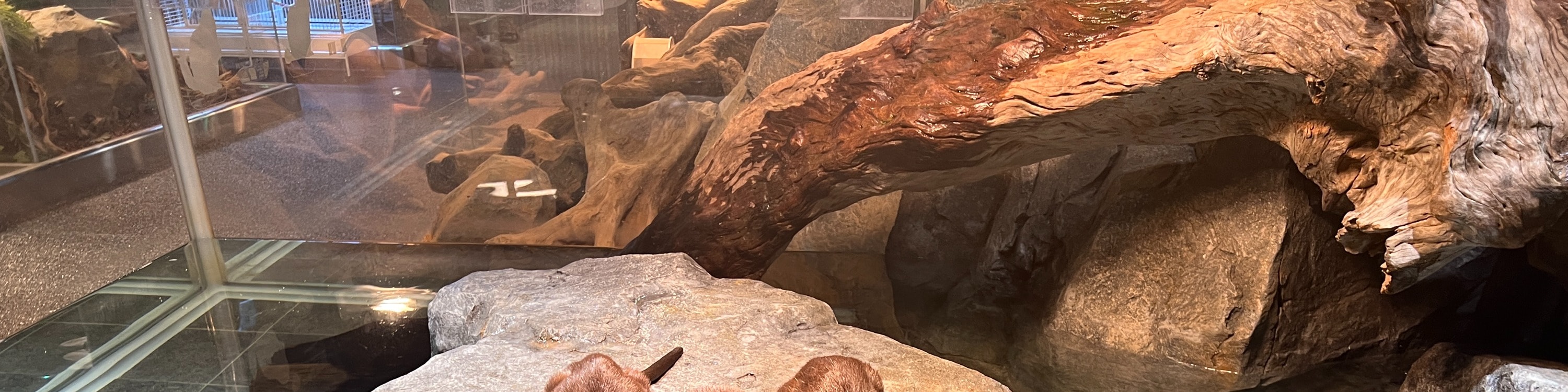 海棠鳥園+神秘動物園+水族咖啡廳往返接駁車