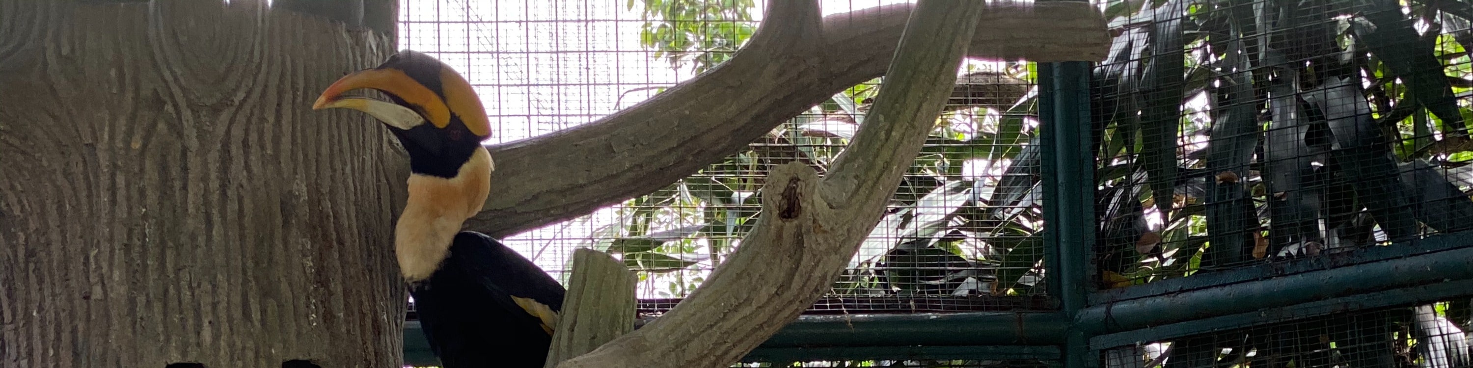 Hornbill Bird