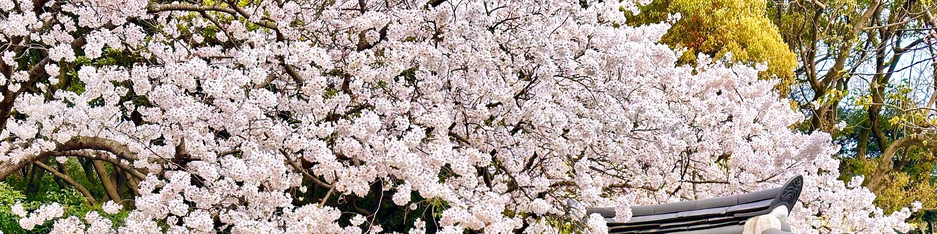 三姓穴是捕捉櫻花之美、傳統韓屋建築和濟州熔岩石牆的完美地點,所有這些都能盡收眼底。 三姓穴是捕捉櫻花之美、傳統韓屋建築和濟州熔岩石牆的完美地點,所有這些都能盡收眼底。