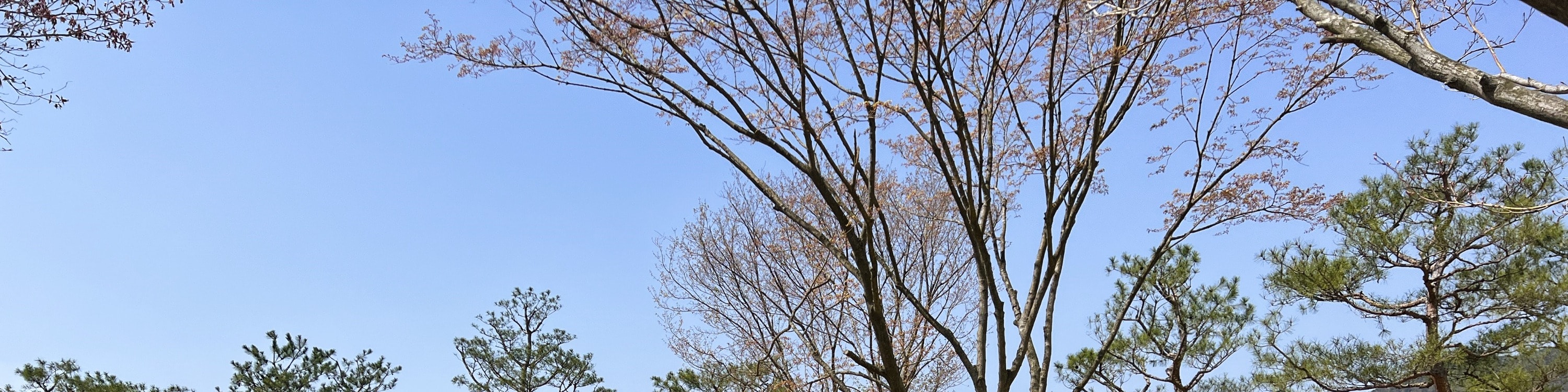 韓國秋海棠園 & 小法國村 & Jara島櫻花之旅