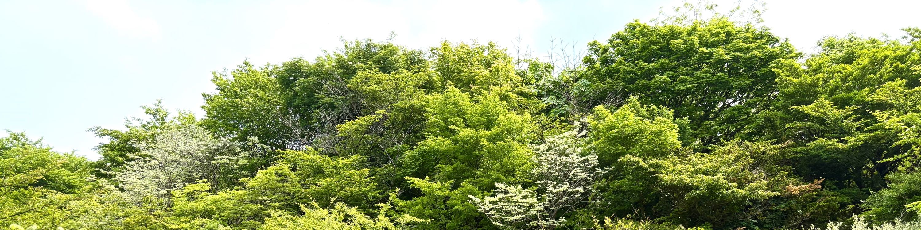 濟州賞櫻及草莓採摘小團一日遊