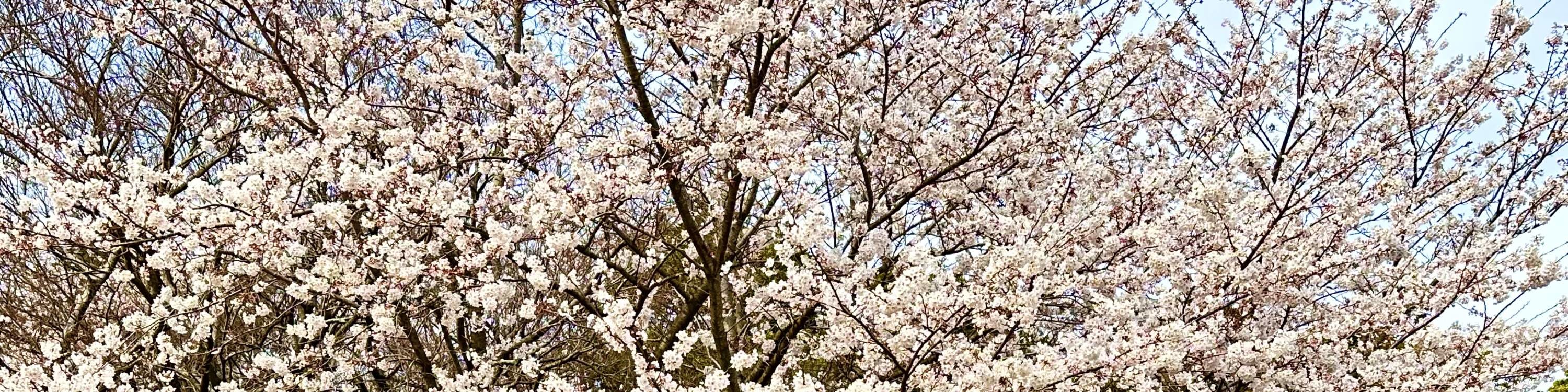 在O’Sulloc綠茶博物館放鬆身心,這裡被鬱鬱蔥蔥的綠色植物和櫻花環繞。 在O’Sulloc綠茶博物館放鬆身心,這裡被鬱鬱蔥蔥的綠色植物和櫻花環繞。