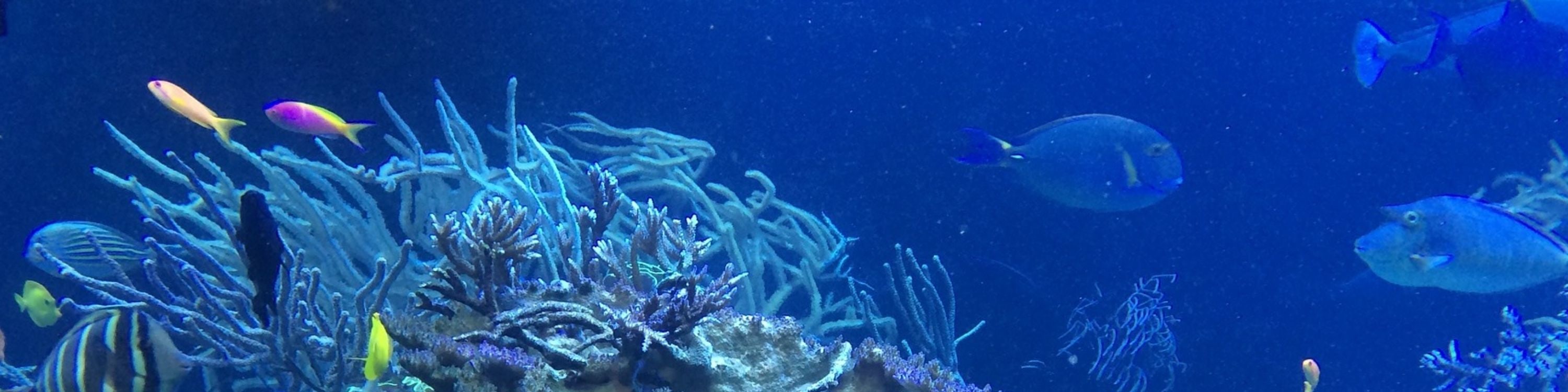 Dive into Key West’s crystal-clear waters and explore a vibrant coral reef ecosystem