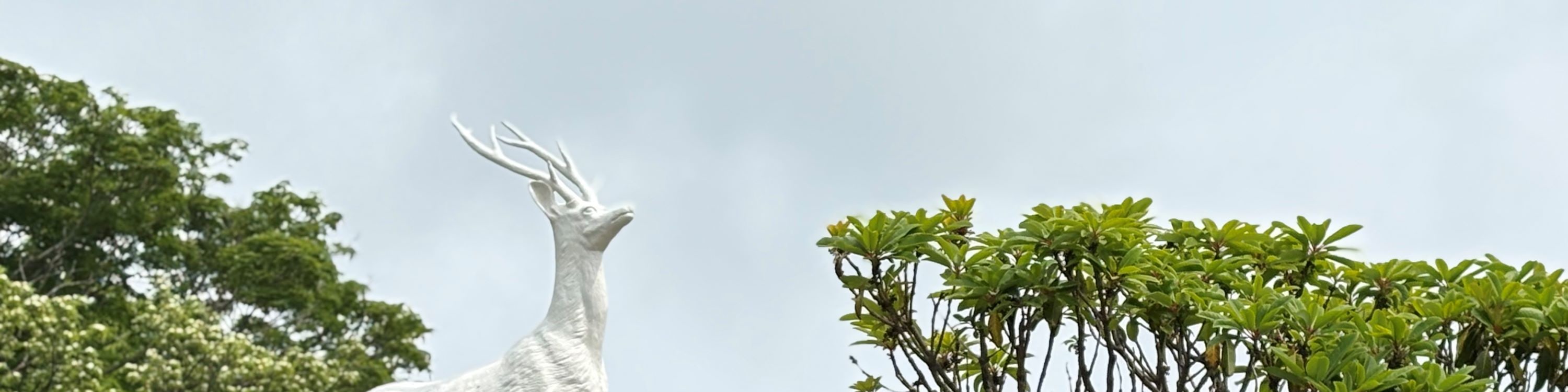 濟州賞櫻及草莓採摘小團一日遊