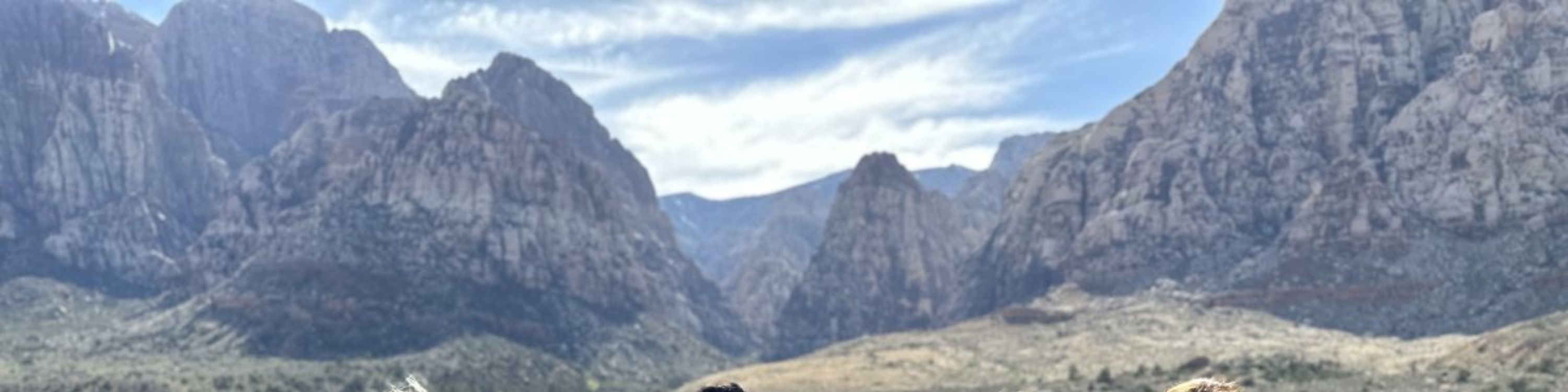 Discover hidden trails and scenic viewpoints in Red Rock Canyon’s natural beauty