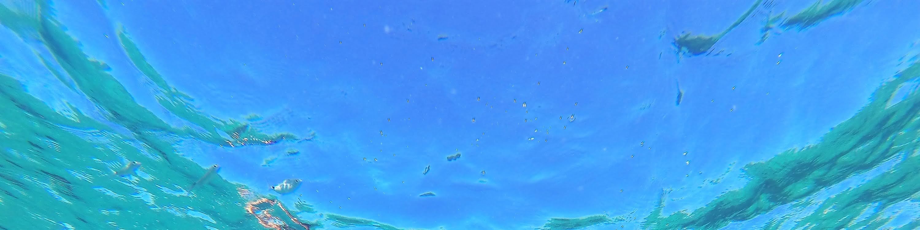 伊維薩島的海岸寶石：與 PADI 5* 潛水中心一起浮潛冒險